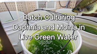 Batch Culturing Daphnia and Moina in Live Green Water [upl. by Nwahsyd]