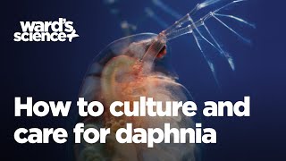 Caring and Culturing for Daphnia [upl. by Eirlav]