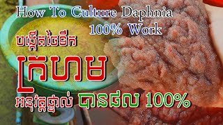 Tutorial how to culture daphnia​ real show  របៀបបង្កើតចៃទឹកក្រហមដោយអនុវត្តផ្ទាល់  Daphnia culture [upl. by Verneuil]