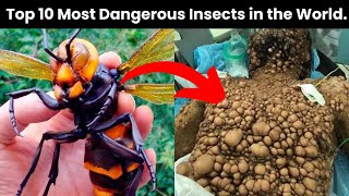 10 Most Deadliest Insects In The World  dangerousinsects [upl. by Adne]