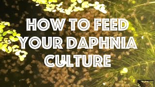 How To Feed Your Daphnia Culture [upl. by Hildebrandt]