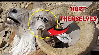 The Most Shocking Ways Animals Intentionally Harm Themselves [upl. by Cherry143]