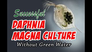 How to Cultue Daphnia Magna the Easy Way [upl. by Amelus359]