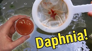 How I Culture Daphnia In Outdoor Tubs [upl. by Adarbil]