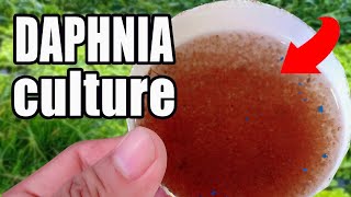 How to culture Daphnia  Easy way and complete guide [upl. by Birkle186]