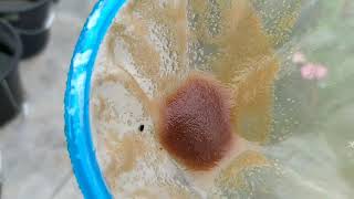 How to culture daphnia moina in a small container Part 1 English Subtitle [upl. by Lamiv45]