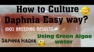 Daphnia MagnaHow to Culture Daphnia Easy wayCulturing Daphnia using Green water Daphnia [upl. by Benetta]