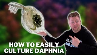 Great Live Fish Food  How to Easily Culture Daphnia  Water Fleas and What to Avoid [upl. by Sigismundo]