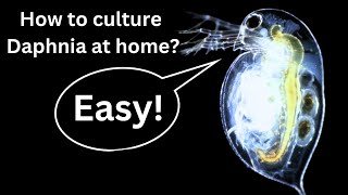 BEST Live Fish Food Beginner guide How to Culture Daphnia at home [upl. by Llevra]