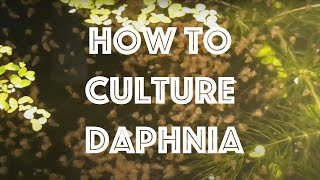 How To Culture Daphnia Magna [upl. by Matthew800]