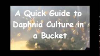 How to culture daphnia outside [upl. by Yralam65]