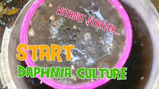 How to culture daphnia moina the easy way 1  Starting the Daphnia culture [upl. by Eldrida811]