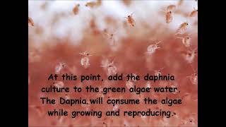 Daphnia  How to grow daphnia in your home [upl. by Herrick]