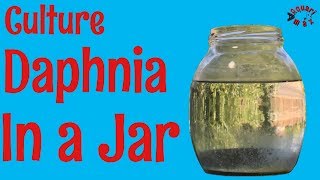 How to Culture Daphnia in a Jar [upl. by Aneerahs]