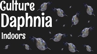 How to Culture Daphnia [upl. by Yecad836]