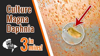 How to culture DAPHNIA MAGNA  The easy way [upl. by Knipe906]