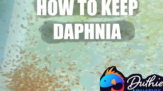 How to do a Daphnia Culture [upl. by Derte]