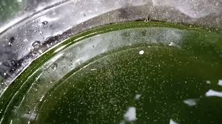 DAPHNIA MOINA CULTURE IN A SMALL BUCKET [upl. by Atival227]