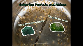 How To Culture Daphnia and Moinas using Green Water Spirulina powder [upl. by Arodal]